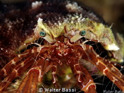 My bright eyes
 by Walter Bassi 